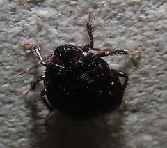 Macroscytus reflexus