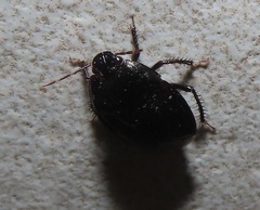 Macroscytus reflexus