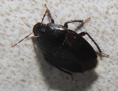 Macroscytus reflexus
