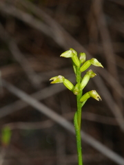 Genoplesium pumilum