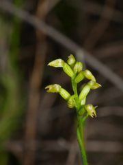 Genoplesium pumilum