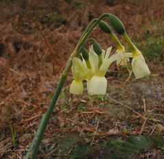 Narcissus triandrus