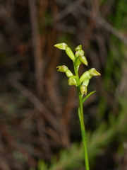 Genoplesium pumilum
