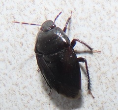 Macroscytus reflexus