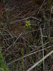 Genoplesium pumilum