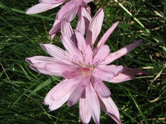 Scorzonera rosea
