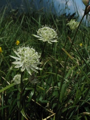 Astrantia bavarica