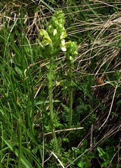 Pedicularis julica