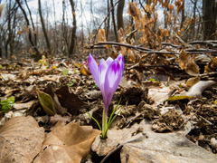 Crocus heuffelianus