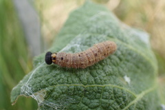Carcharodus