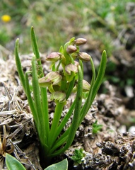 Chamorchis alpina