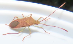 Pseudotheraptus wayi