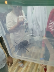 Prionus coriarius