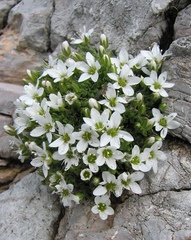 Arenaria ciliata