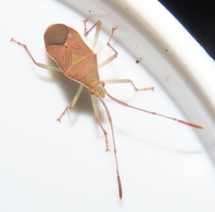 Pseudotheraptus wayi