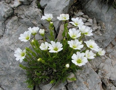 Cerastium julicum
