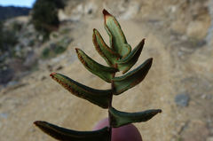 Pellaea calidirupium