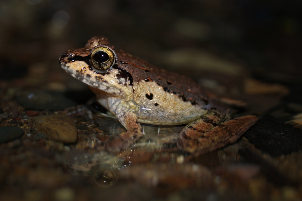 Sulawesi Wart Frog