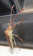 Pseudotheraptus wayi