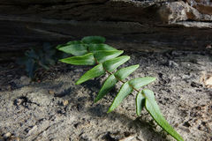 Pellaea calidirupium