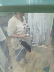 Prionus coriarius
