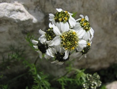 Achillea atrata