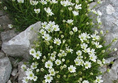 Cerastium julicum