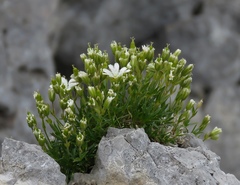 Cerastium julicum