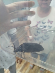 Prionus coriarius