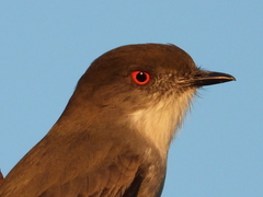 Pyrope pyrope pyrope