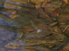 Austroaeschna inermis