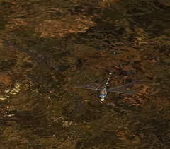 Austroaeschna inermis