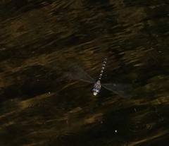 Austroaeschna inermis