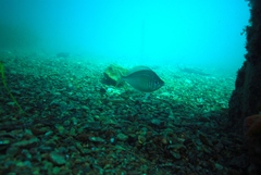 Parequula melbournensis