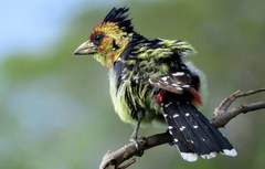 Trachyphonus vaillantii vaillantii