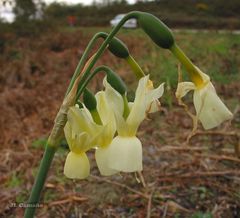 Narcissus triandrus