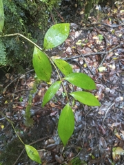 Griselinia ruscifolia