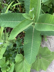 Asclepias syriaca