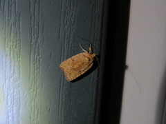 Agonopterix robiniella