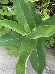 Asclepias syriaca
