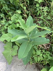 Asclepias syriaca