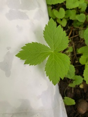 Saniculeae