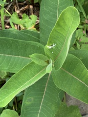 Asclepias syriaca