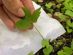 Saniculeae