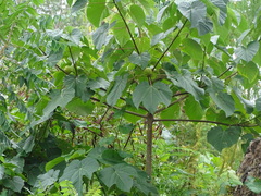 Vernicia fordii