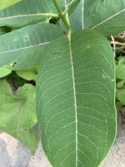Asclepias syriaca