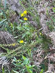Hibbertia fasciculata