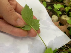 Saniculeae