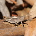 Short-winged Heath Grasshopper - Photo (c) Reiner Richter, some rights reserved (CC BY-NC-SA), uploaded by Reiner Richter