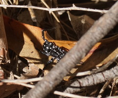 Nyssus albopunctatus